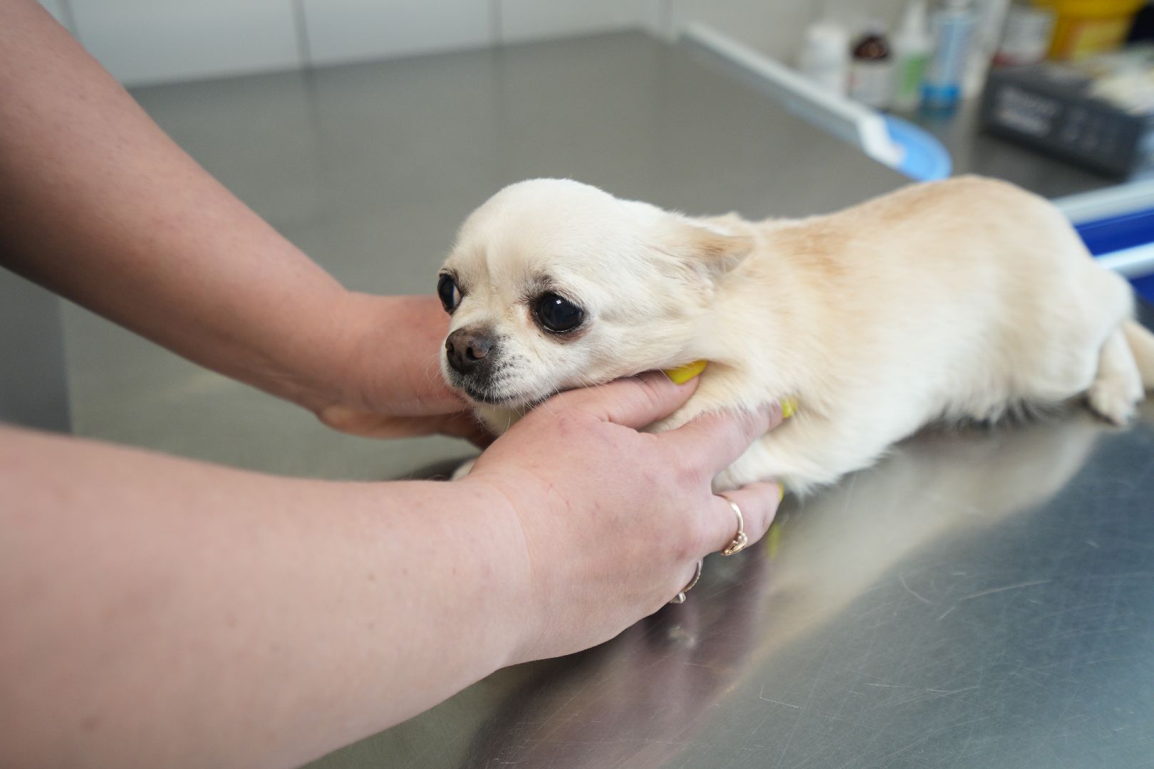 Вакцинация от бешенства, ветеринария, Домодедово