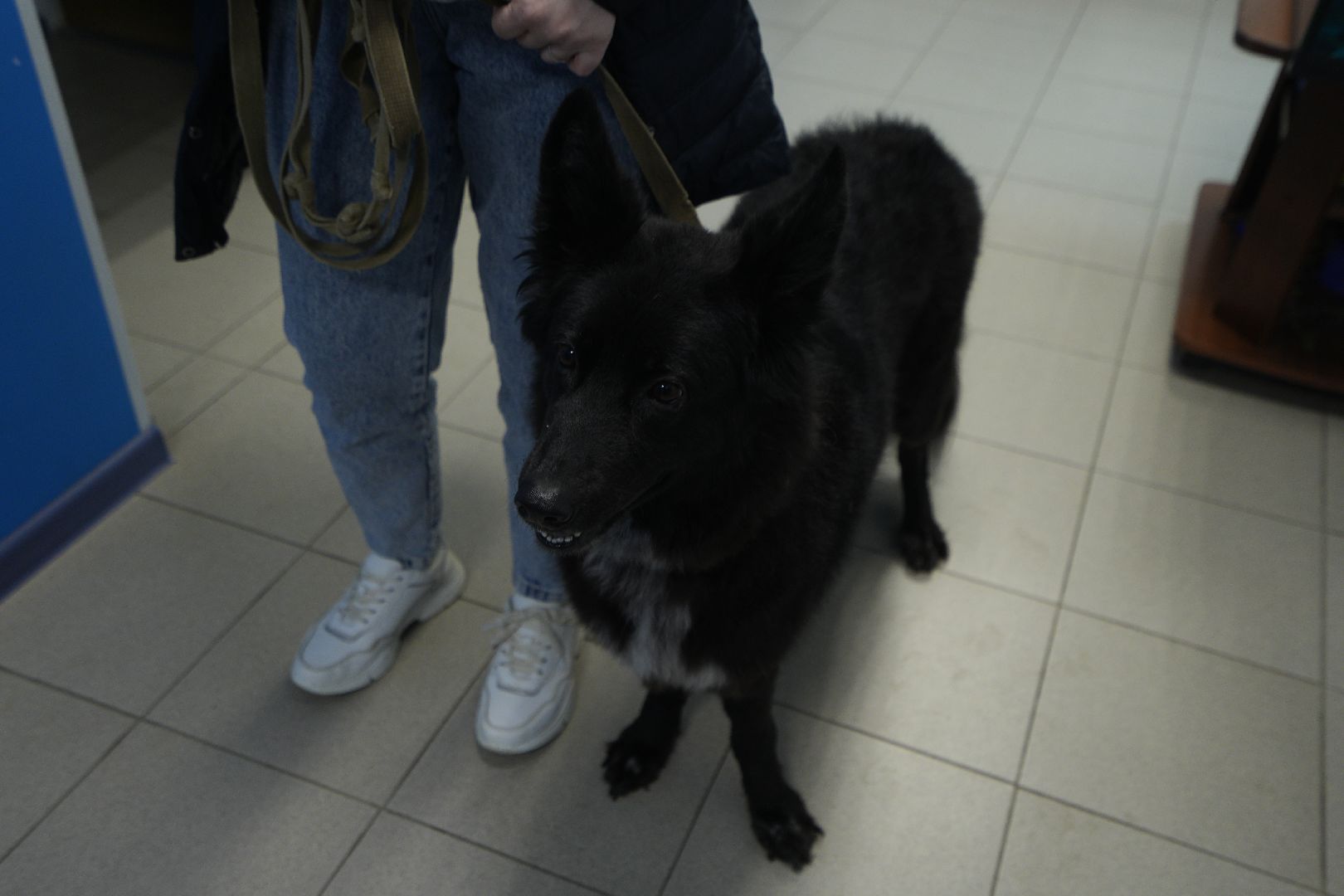 Вакцинация от бешенства, ветеринария, Домодедово