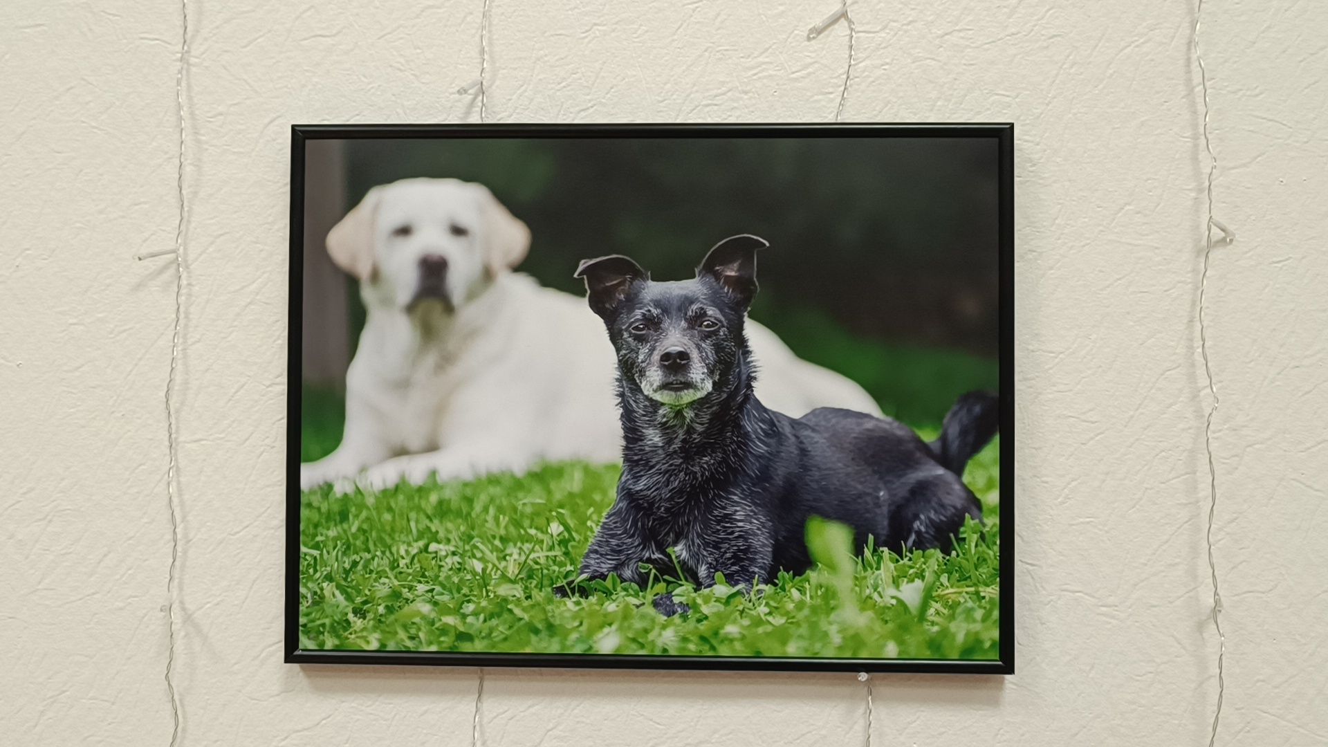 фотография, выставка, лобня,