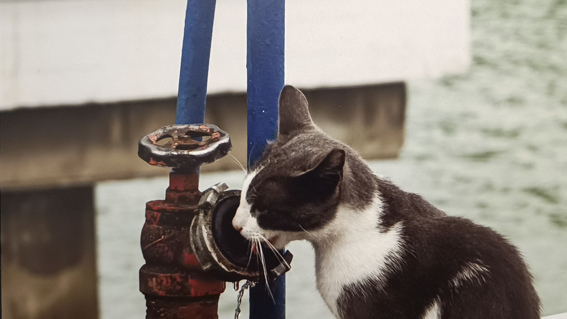 фотография, выставка, лобня,