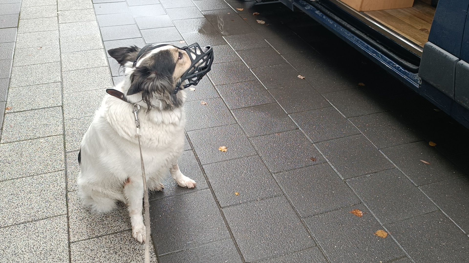 животные, лобня, парк,