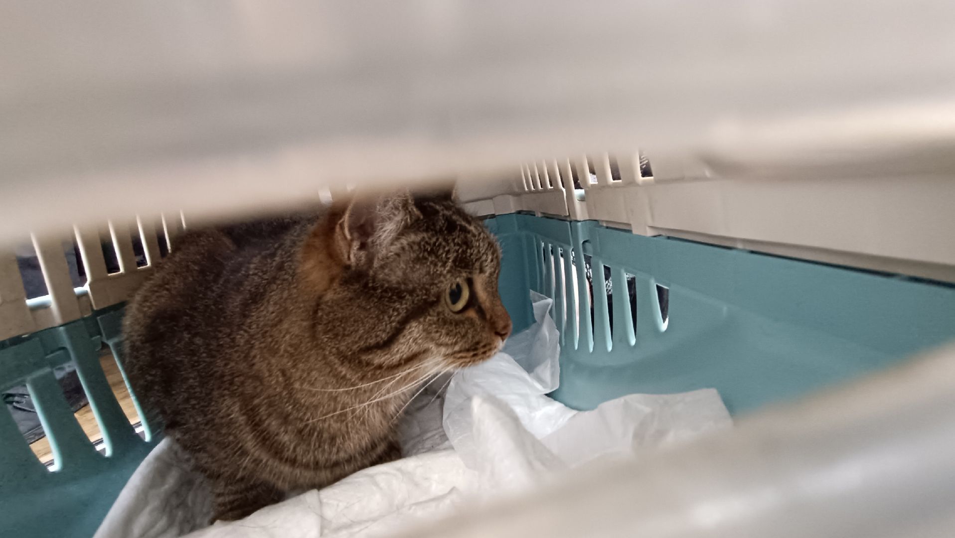 животные, лобня, парк,