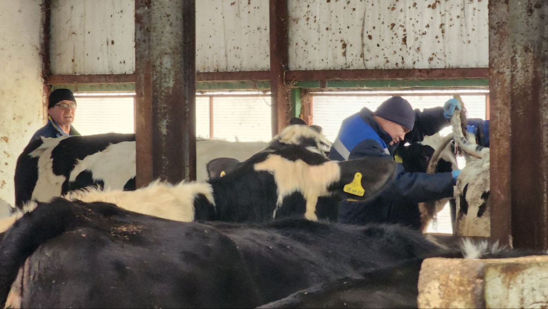 Дмитров, Агрофирма Дубна Плюс, Система Хорриот, Госветстанция, Минсельхоз,