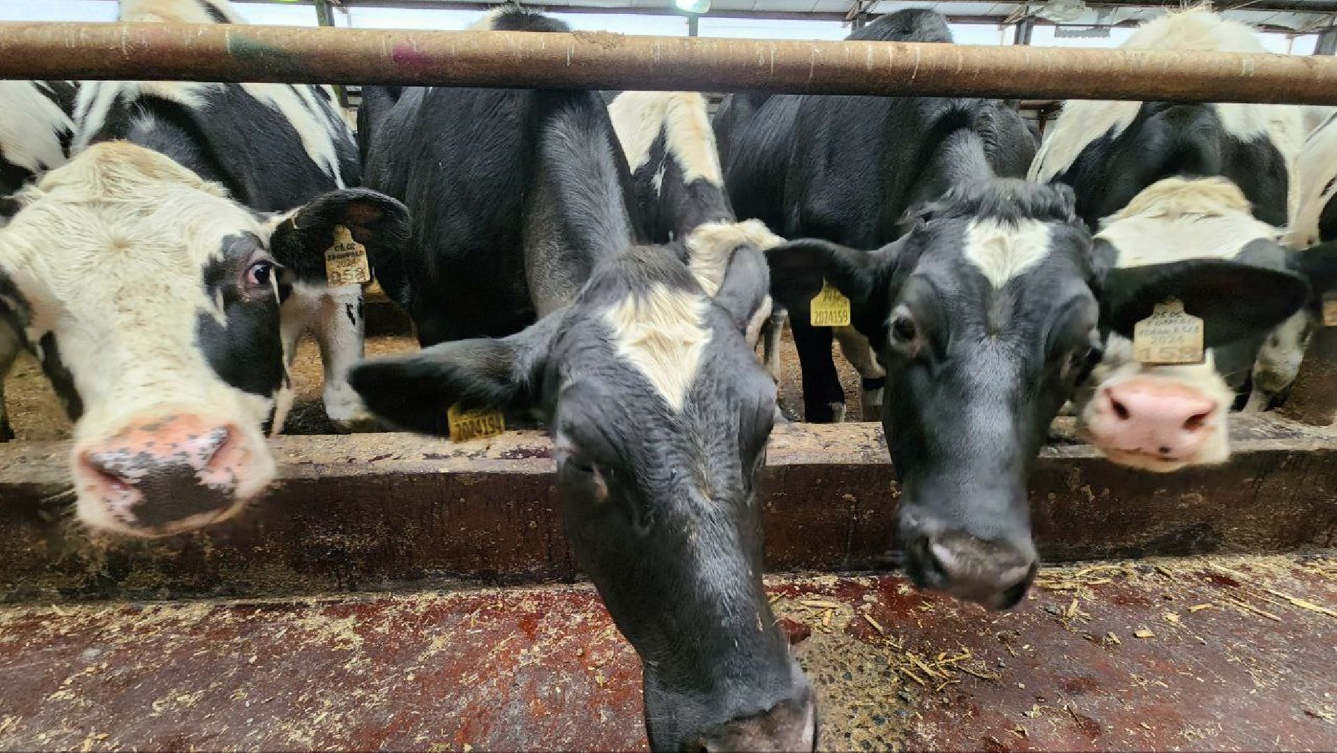 Дмитров, Агрофирма Дубна Плюс, Система Хорриот, Госветстанция, Минсельхоз,