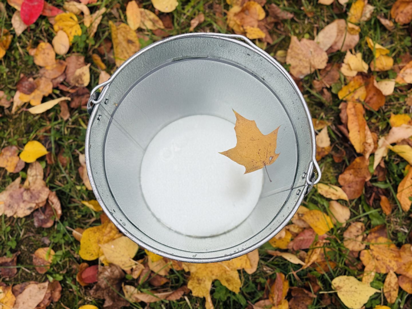 раменское, высадка деревьев, сво, сатурн, леон сатурн, раменский сатурн,  раменский городской парк,патриотическая акция,