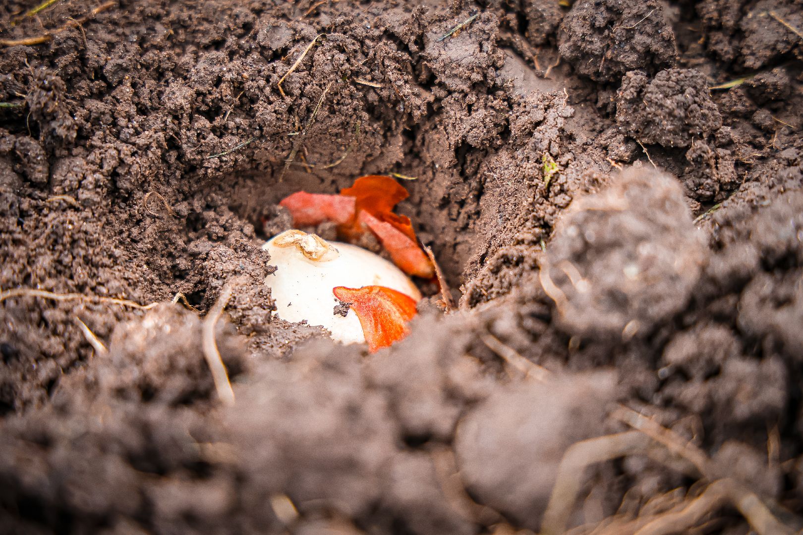 клин, общество, благоустройство,