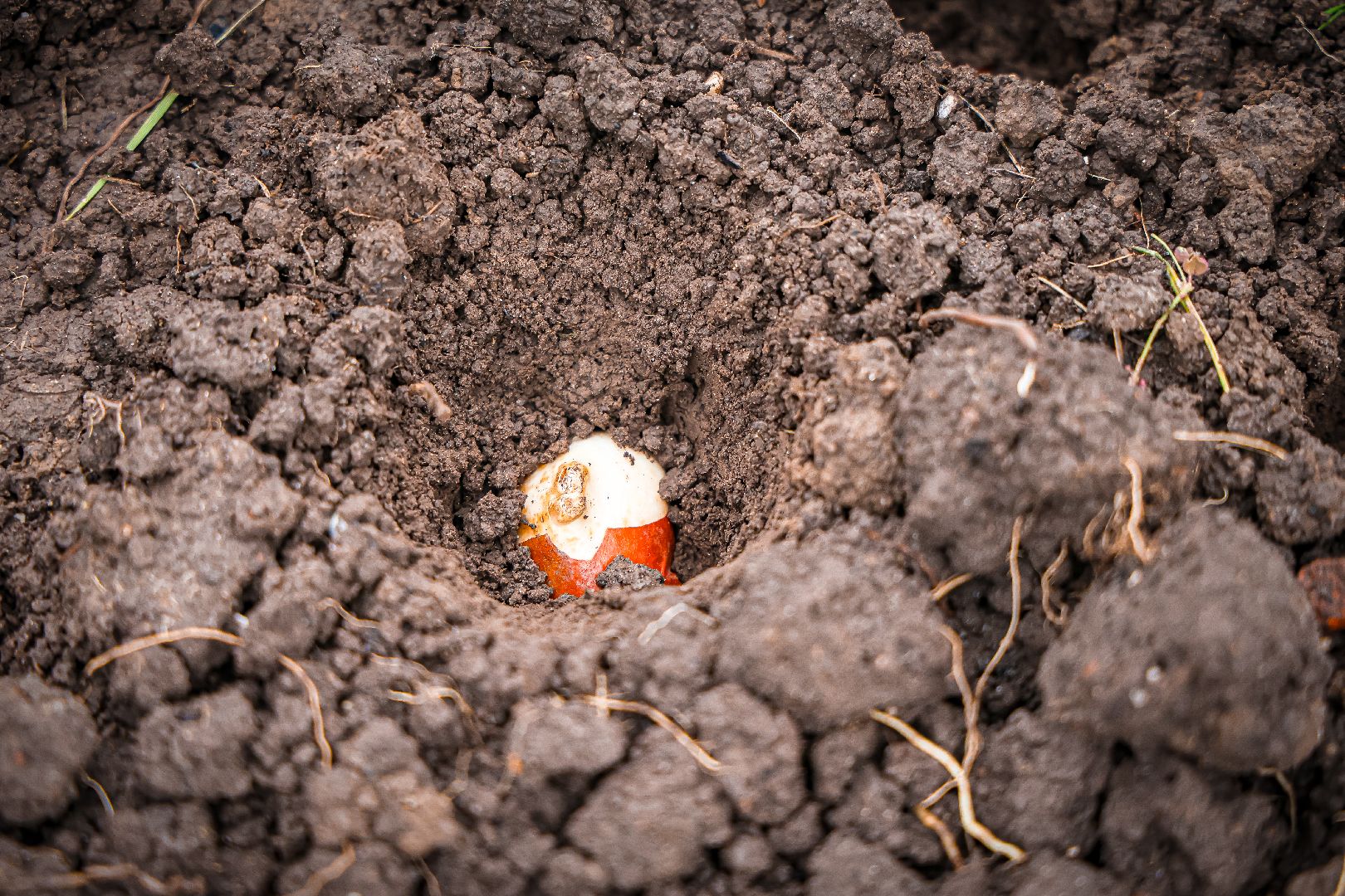 клин, общество, благоустройство,