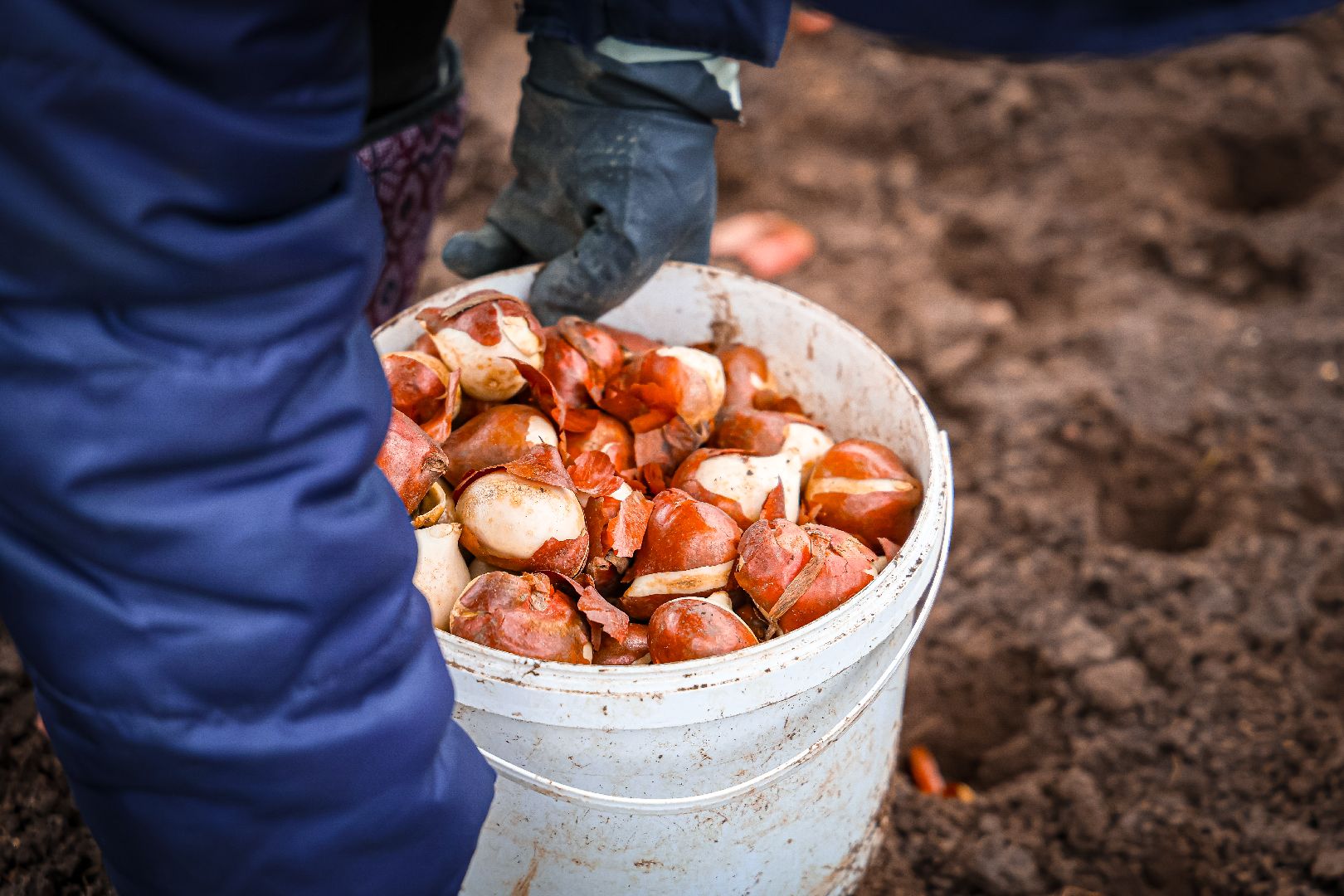клин, общество, благоустройство,