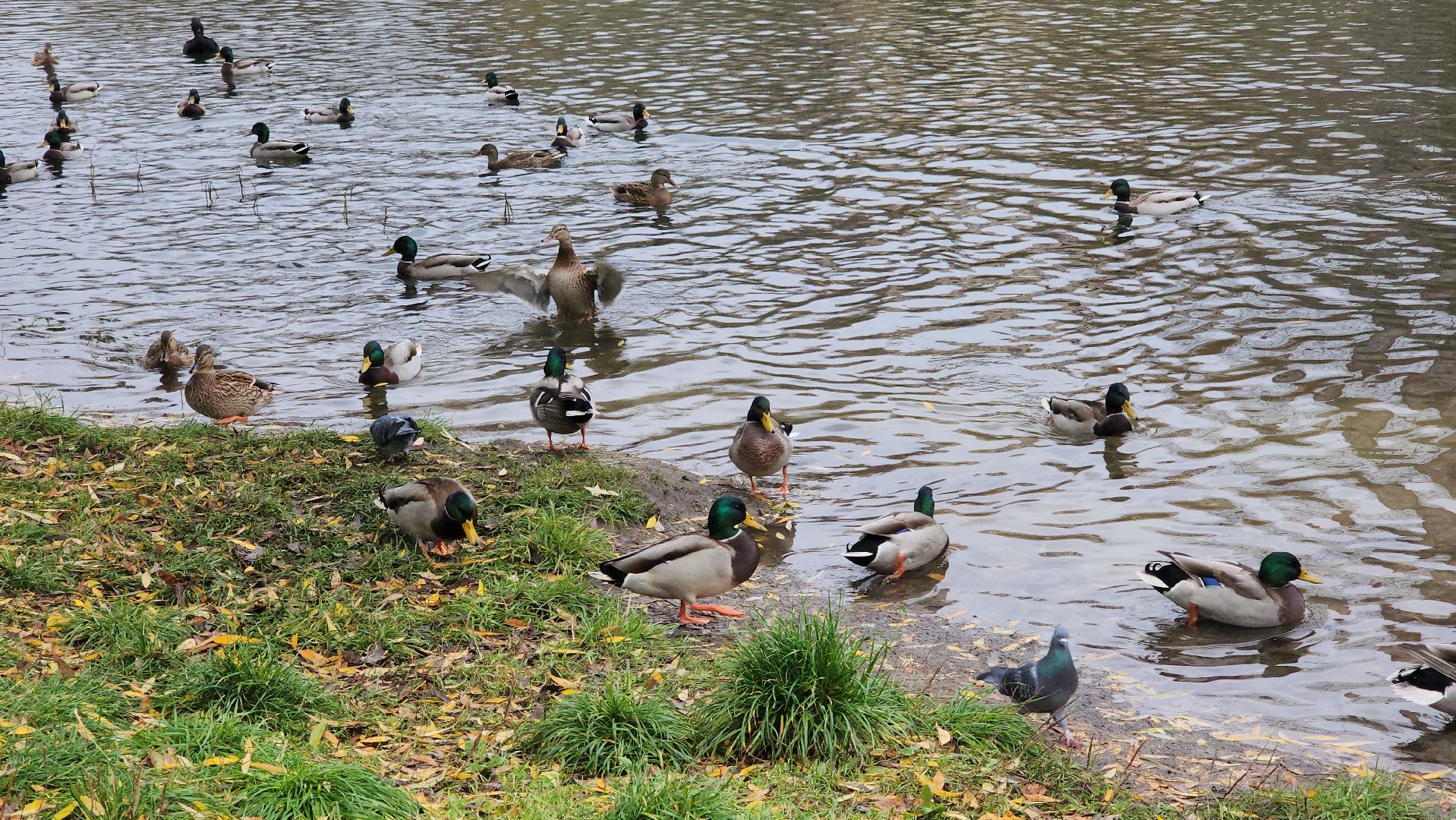 люберцы, наташинский парк, утки,