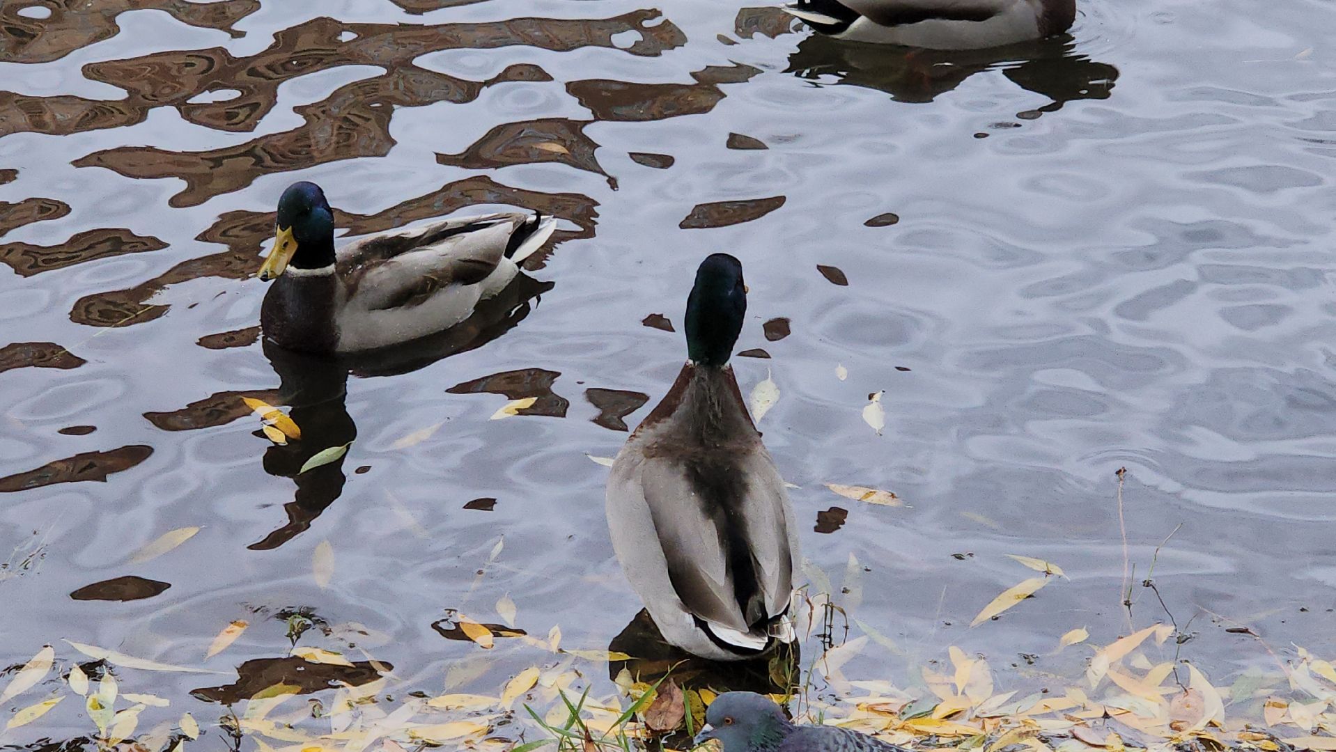 люберцы, наташинский парк, утки,