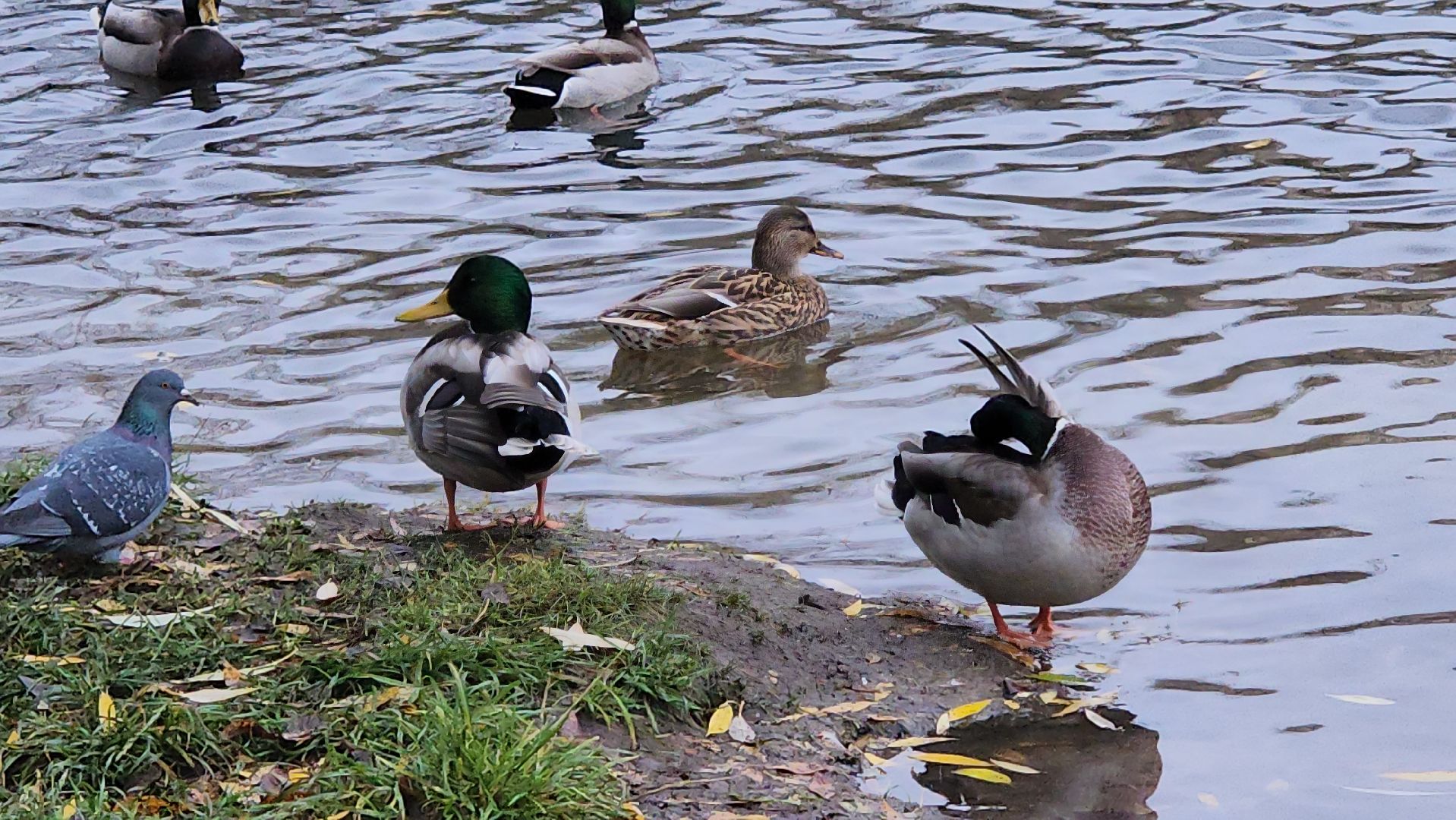 люберцы, наташинский парк, утки,