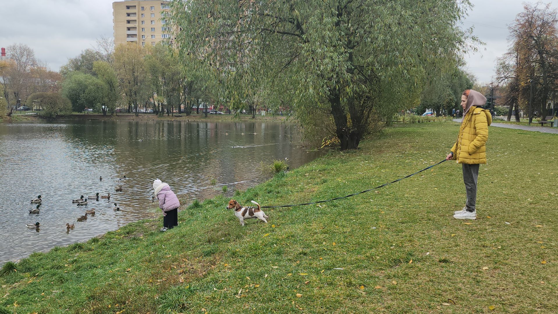 люберцы, наташинский парк, утки,
