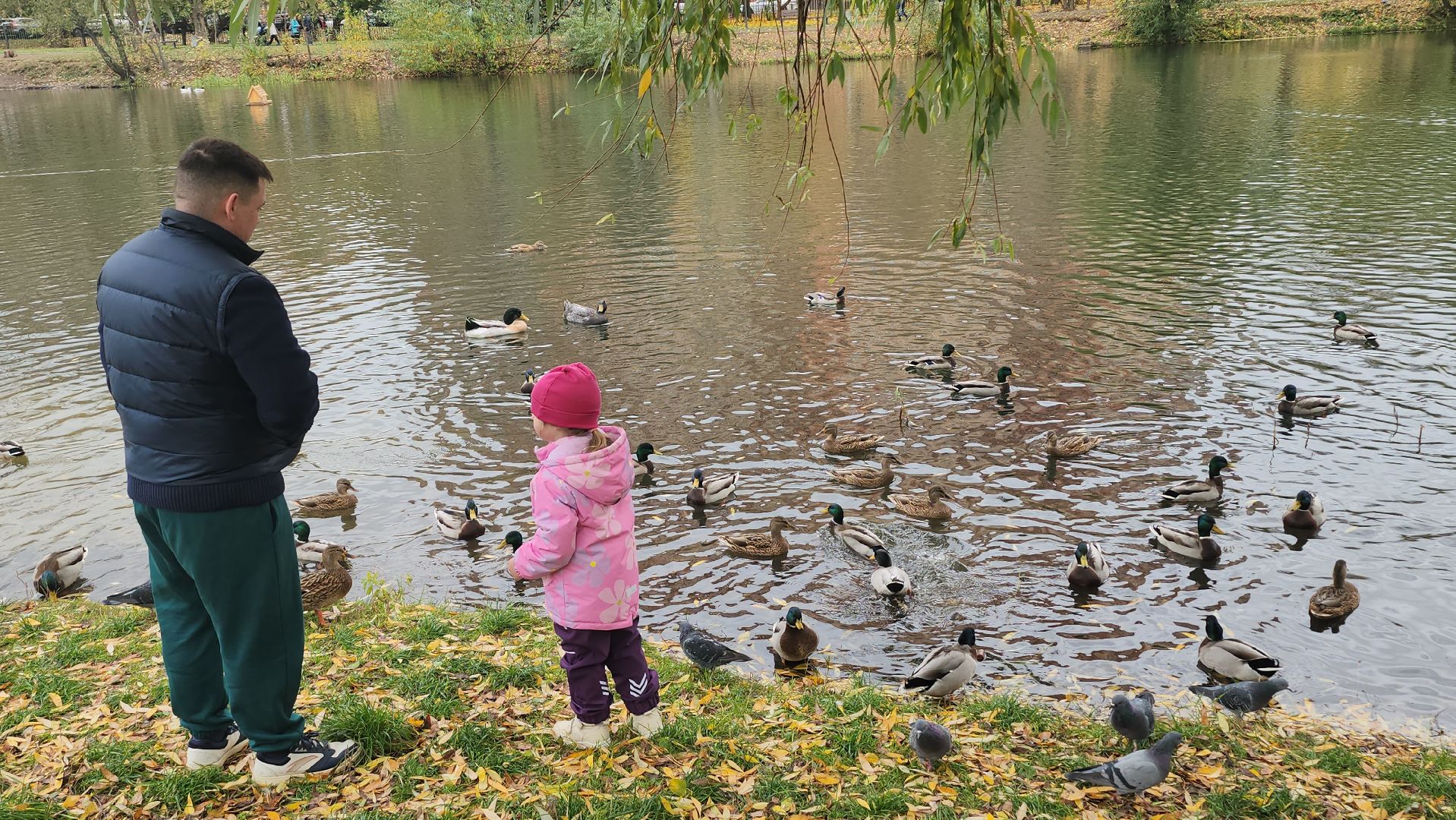 люберцы, наташинский парк, утки,
