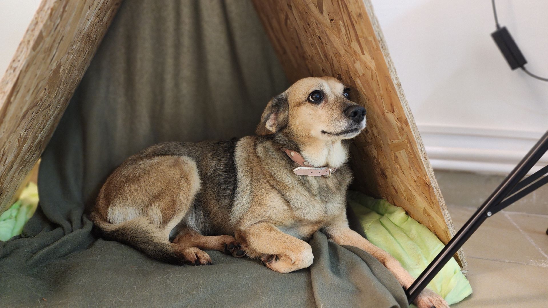 клин, живопись, художница, арт-студия,