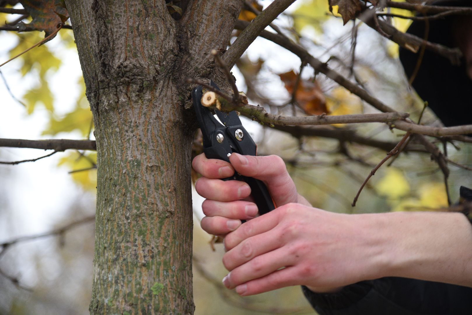 лотошино, благоустройство, обращения жителей, добродел,