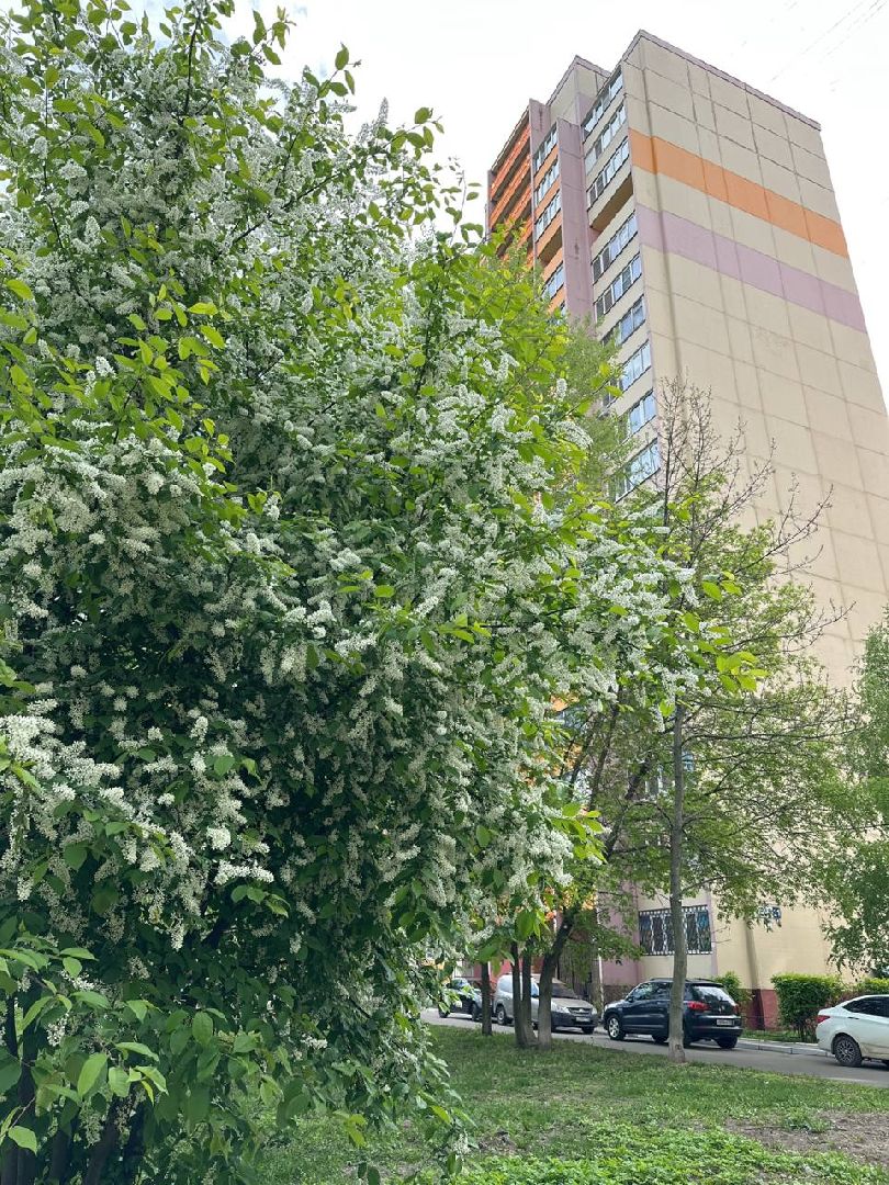 Реутов, яблони в цвету, сирень, вишня, черёмуха, деревья в цвету, арборист, Троицкий храм,