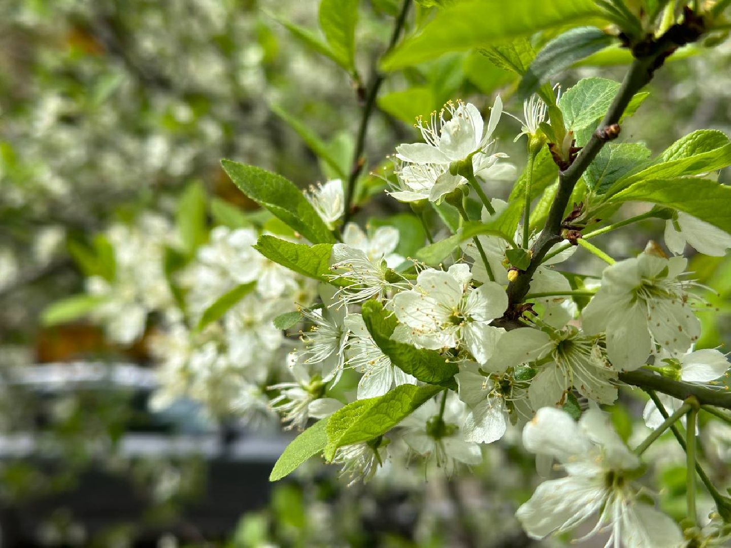 Реутов, яблони в цвету, сирень, вишня, черёмуха, деревья в цвету, арборист, Троицкий храм,