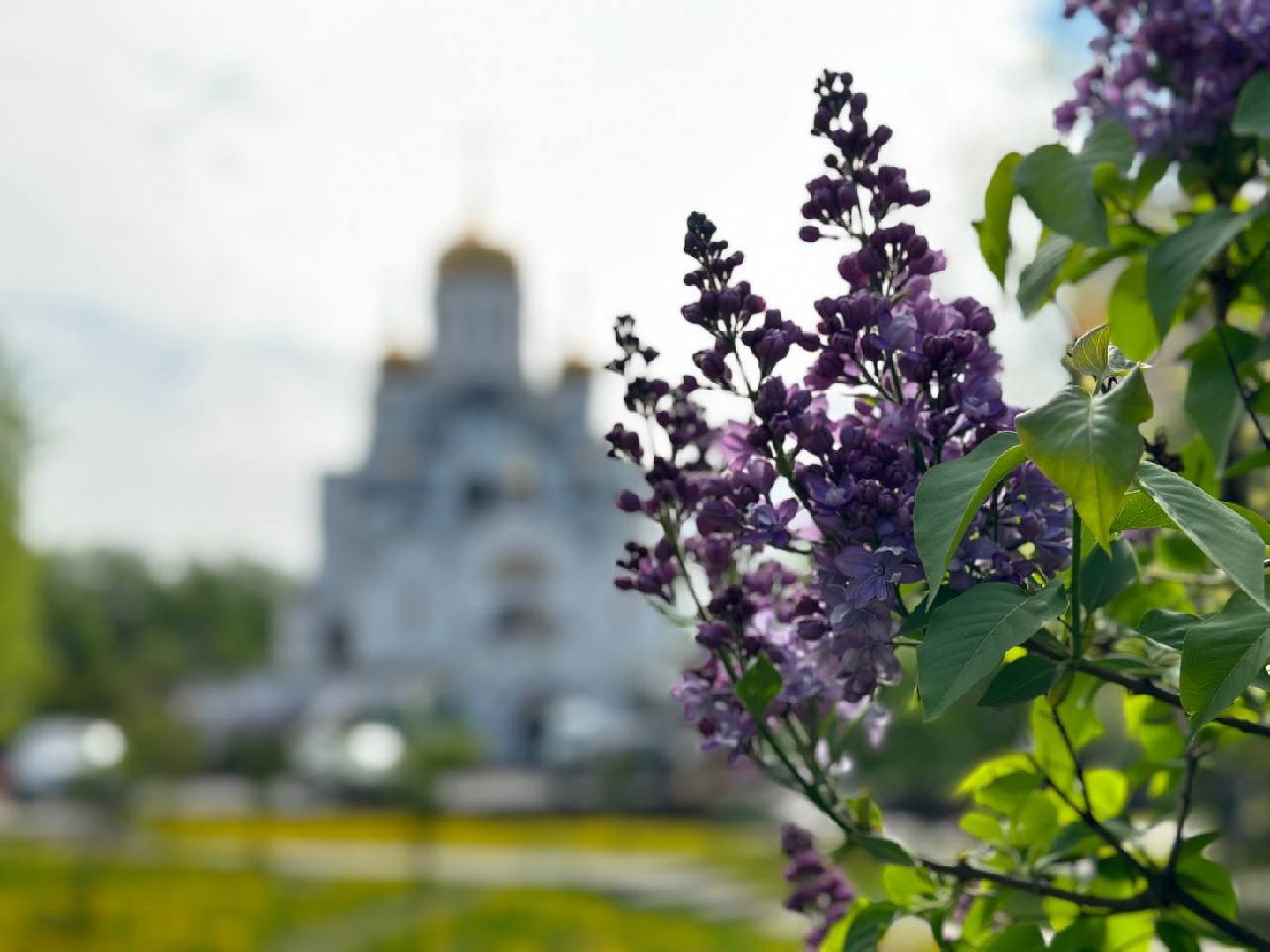 Реутов, яблони в цвету, сирень, вишня, черёмуха, деревья в цвету, арборист, Троицкий храм,