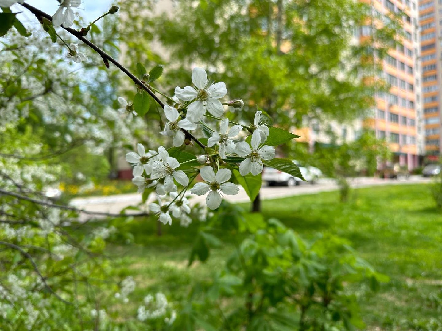 Реутов, яблони в цвету, сирень, вишня, черёмуха, деревья в цвету, арборист, Троицкий храм,