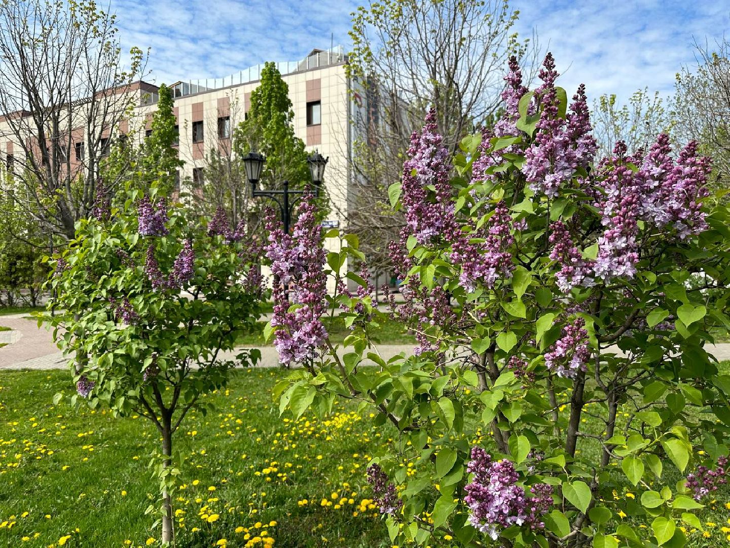 Реутов, яблони в цвету, сирень, вишня, черёмуха, деревья в цвету, арборист, Троицкий храм,