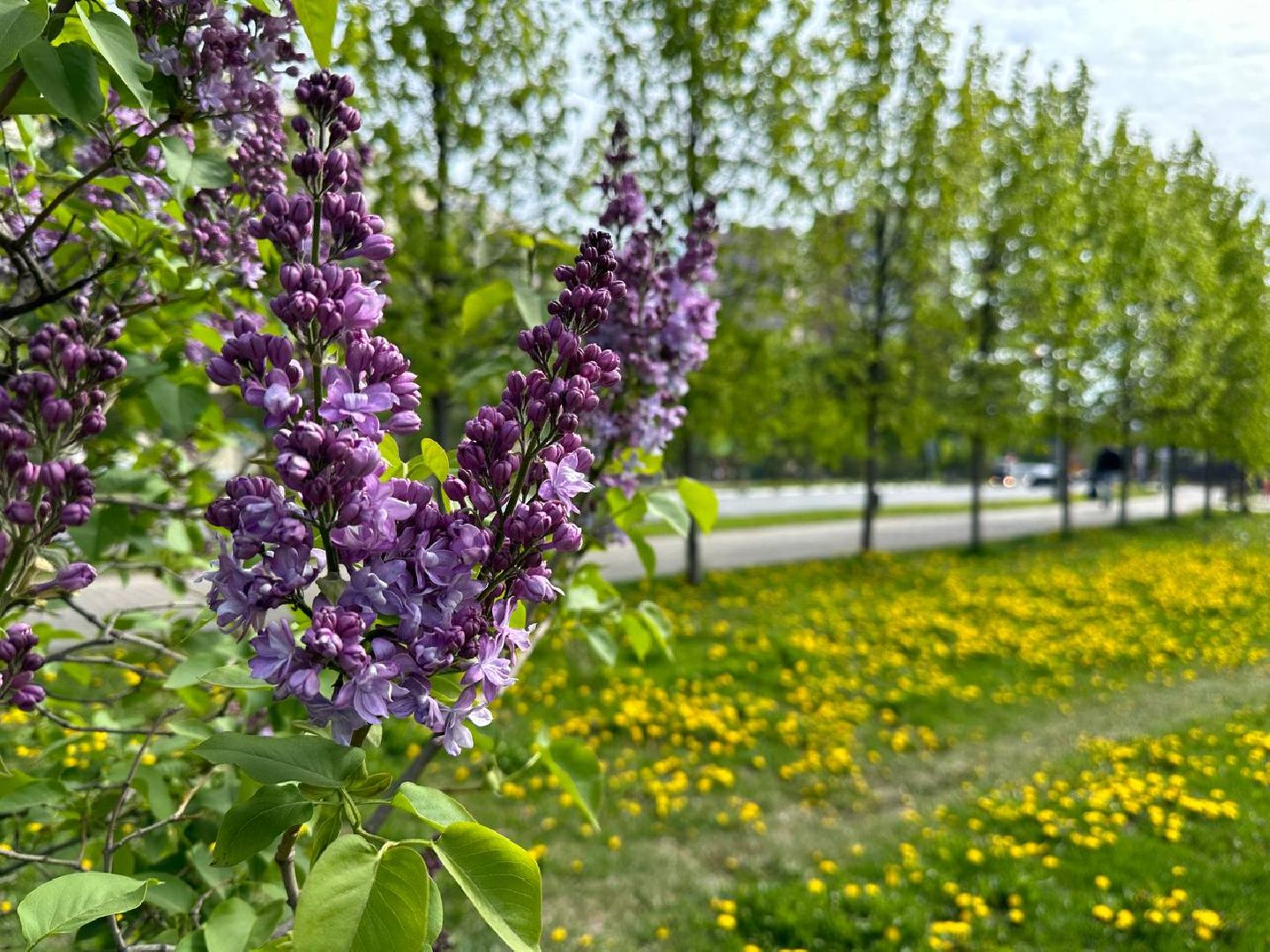 Реутов, яблони в цвету, сирень, вишня, черёмуха, деревья в цвету, арборист, Троицкий храм,
