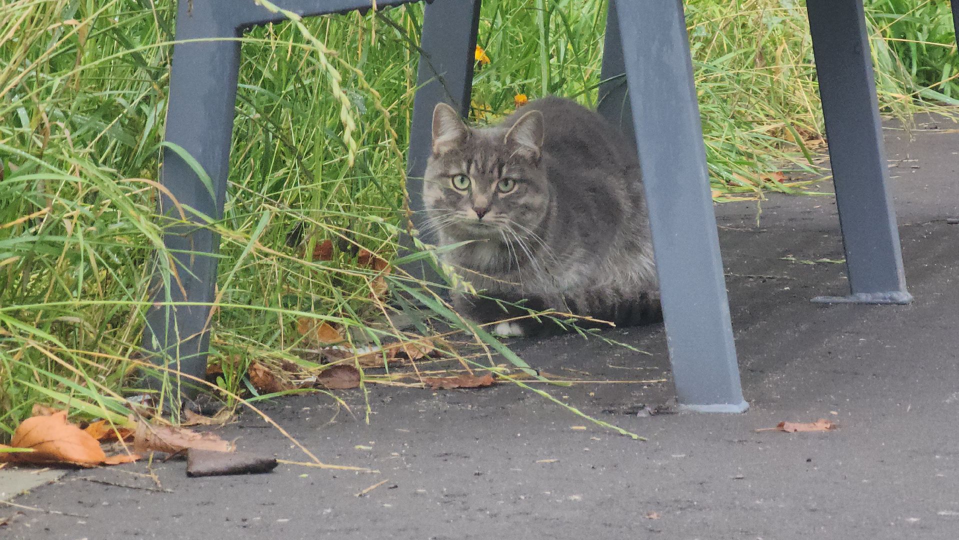 благоустройство дворов, щёлково, фряново,