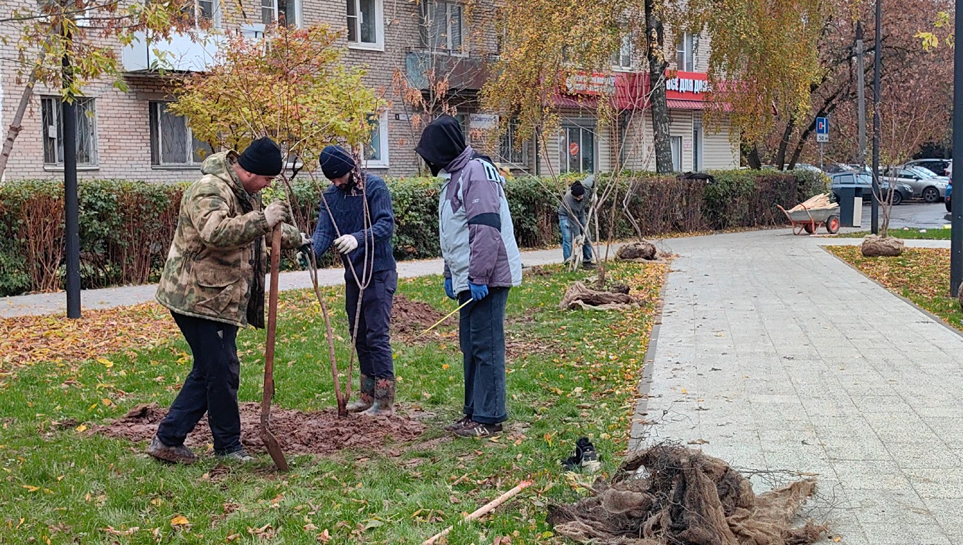 сквер,  высадка деревьев, благоустройство, цветы,