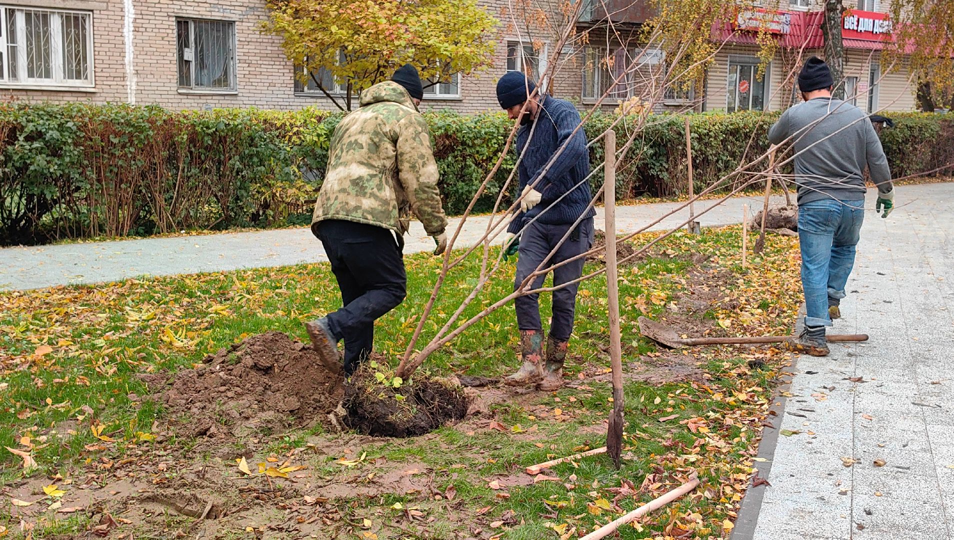 сквер,  высадка деревьев, благоустройство, цветы,