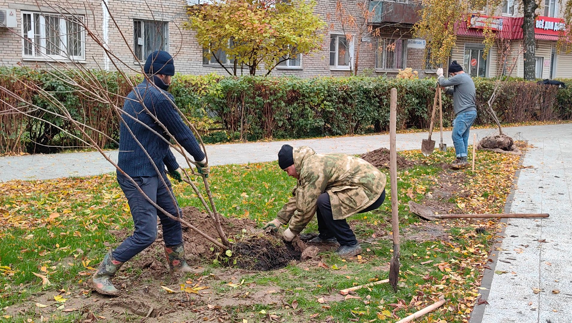 сквер,  высадка деревьев, благоустройство, цветы,