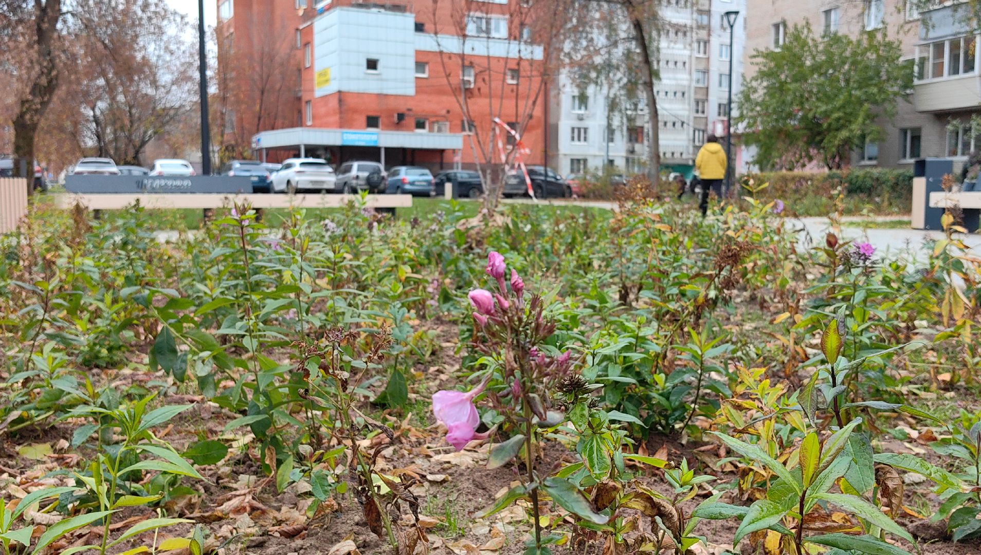 сквер,  высадка деревьев, благоустройство, цветы,