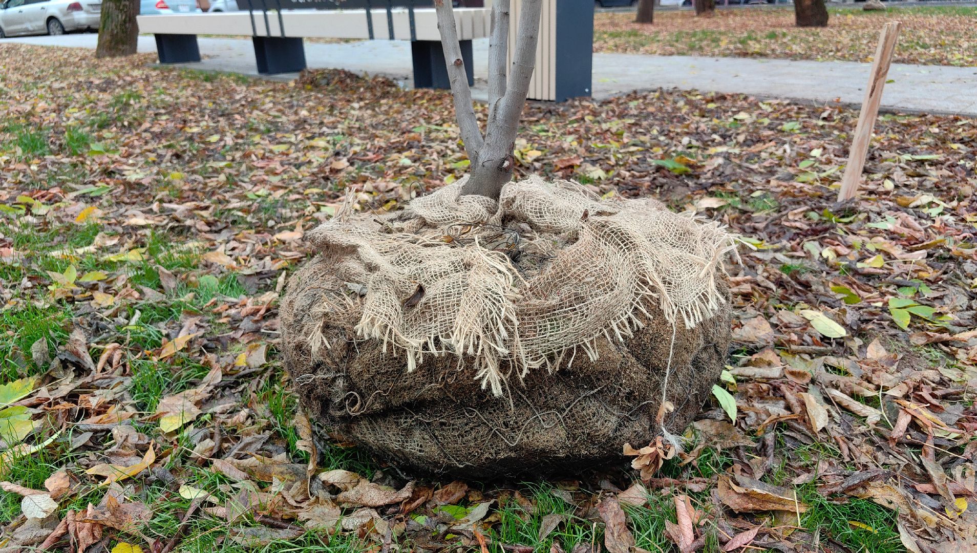 сквер,  высадка деревьев, благоустройство, цветы,