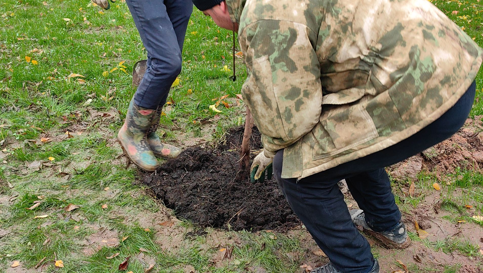 сквер,  высадка деревьев, благоустройство, цветы,