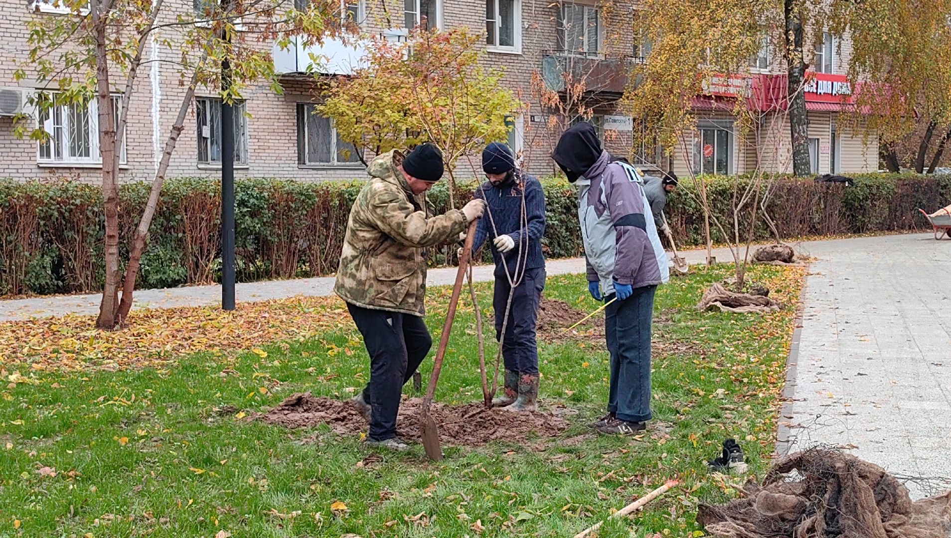 сквер,  высадка деревьев, благоустройство, цветы,