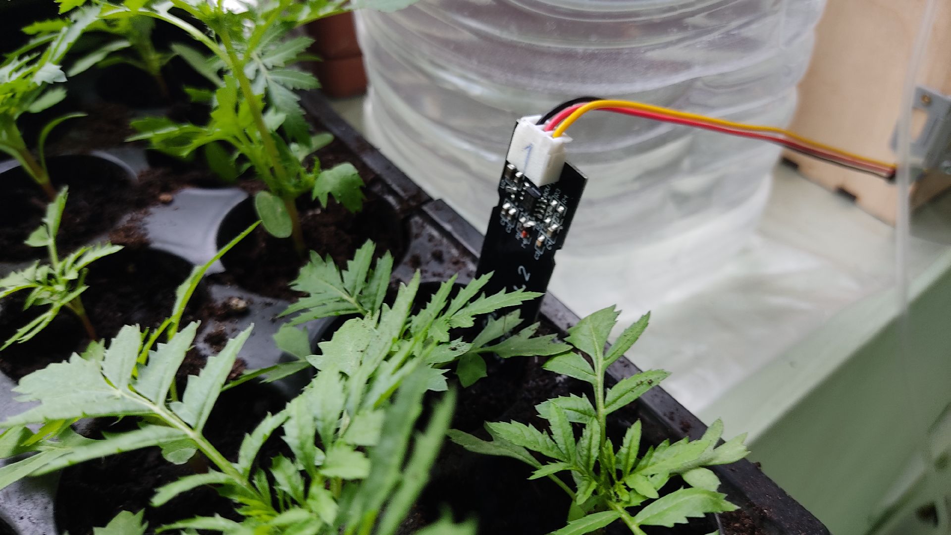 Лобня, образование, растения