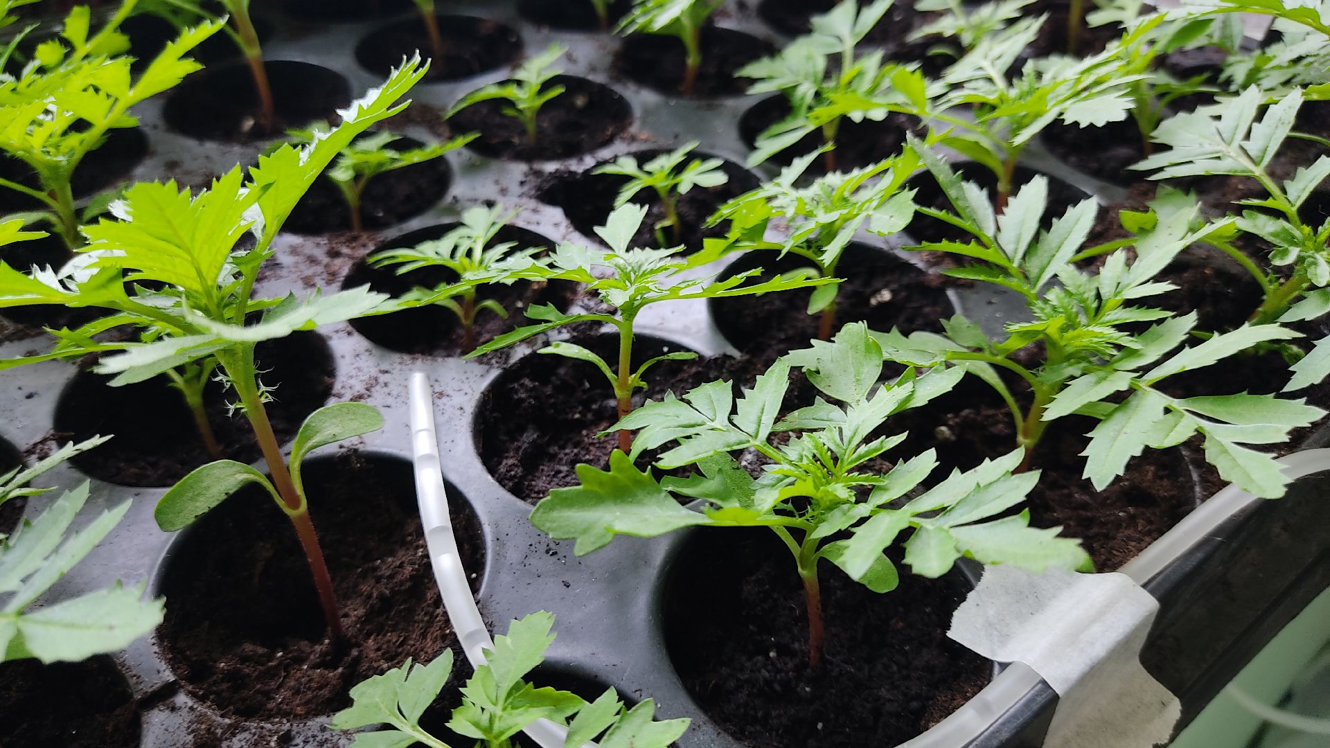 Лобня, образование, растения