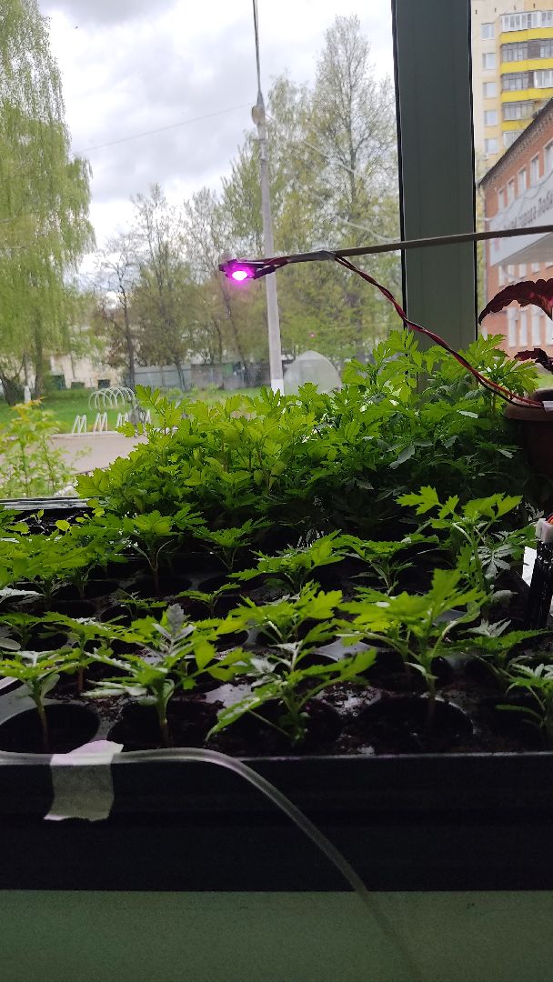 Лобня, образование, растения