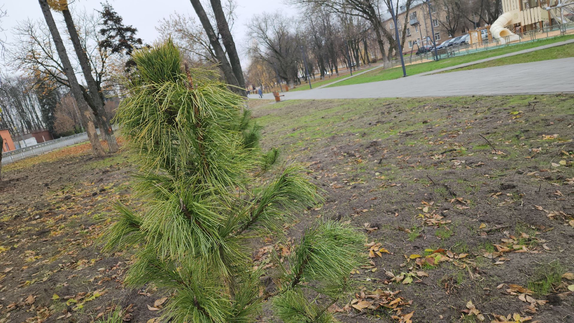 благоустройство 2025, ликино-дулево, орехово-зуевский округ,