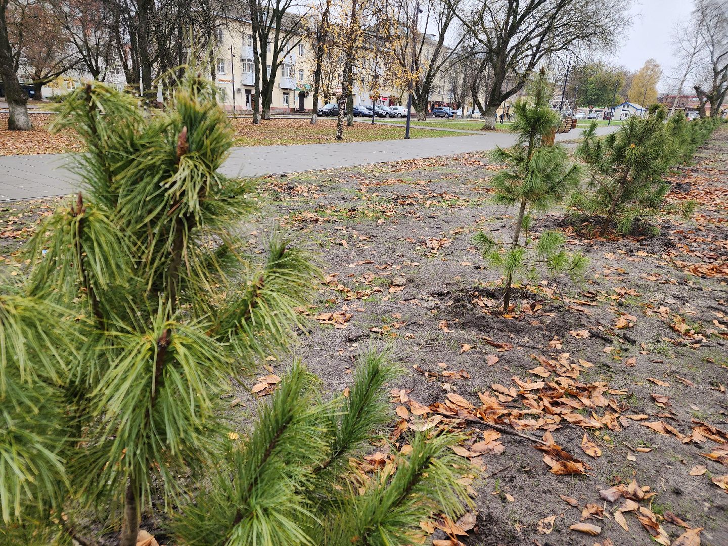 благоустройство 2025, ликино-дулево, орехово-зуевский округ,