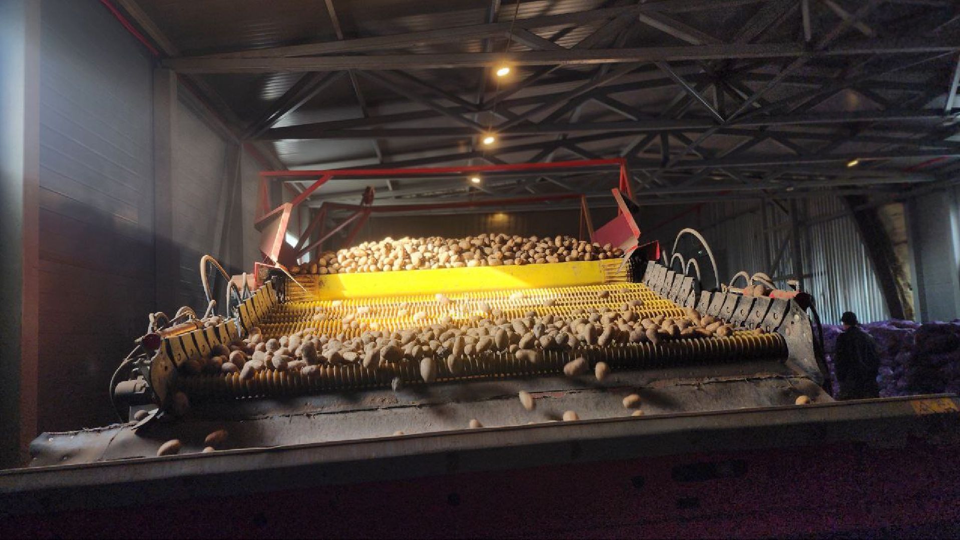 Луховицы #СПКимениЛенина #Урожай2025 #Агропром #Подмосковье #Картофель #Зерновые,