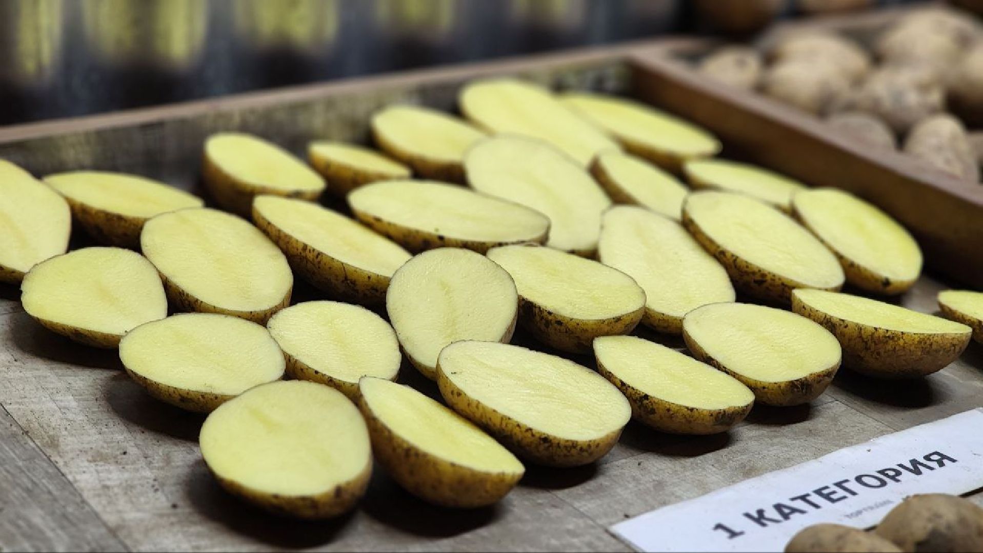 Луховицы #СПКимениЛенина #Урожай2025 #Агропром #Подмосковье #Картофель #Зерновые,