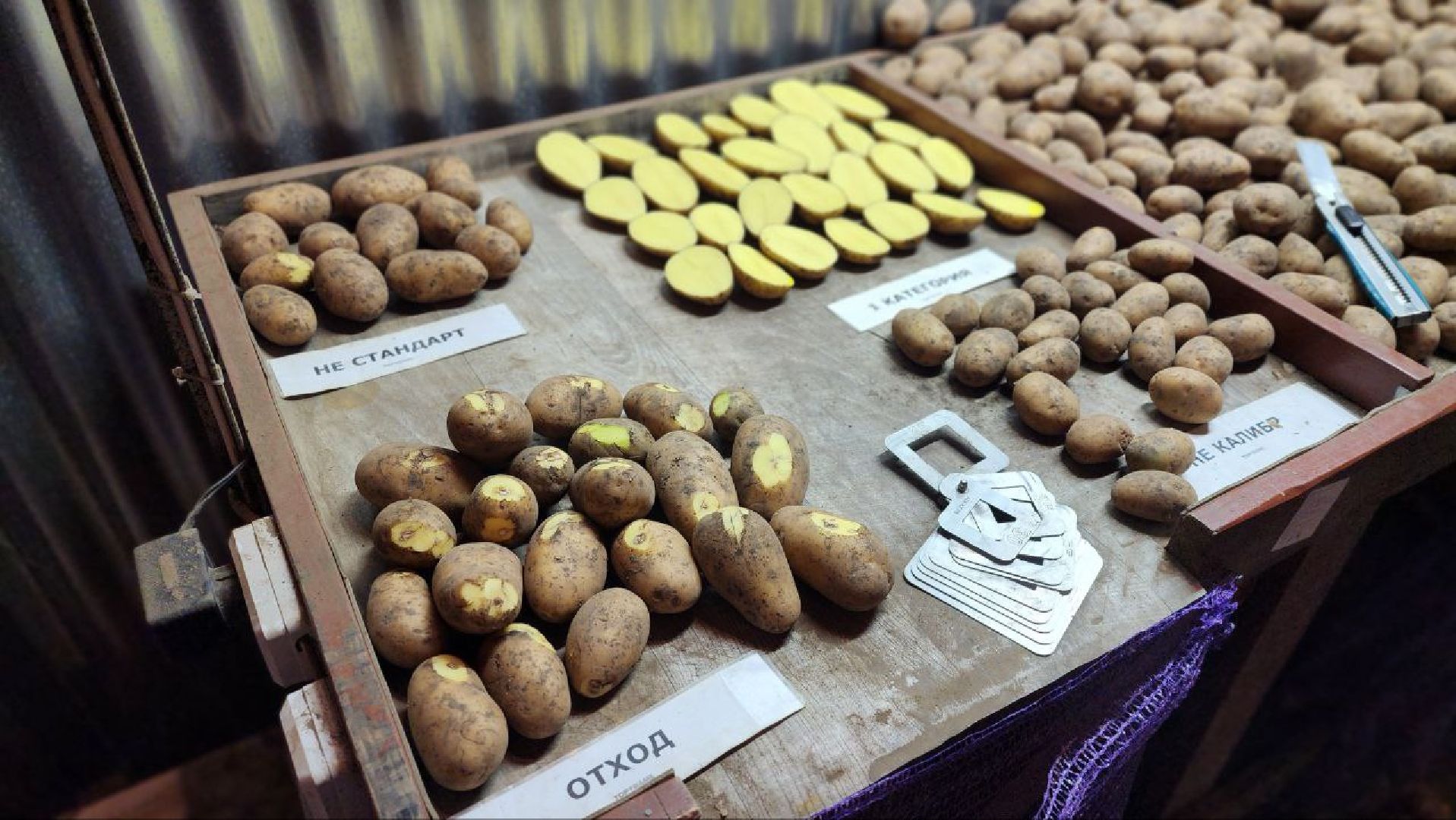 Луховицы #СПКимениЛенина #Урожай2025 #Агропром #Подмосковье #Картофель #Зерновые,