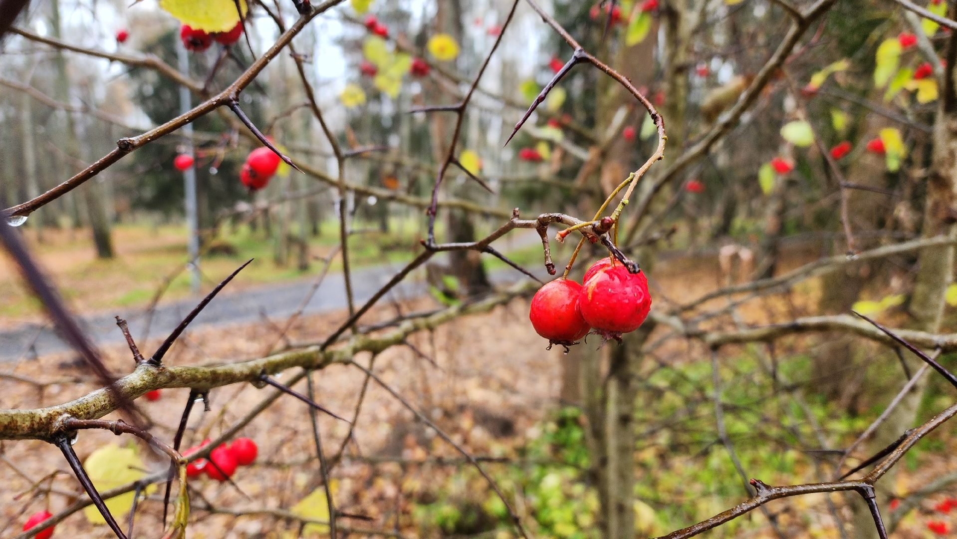 клин, высоковск, березовый парк , асфальт, благоустройство,