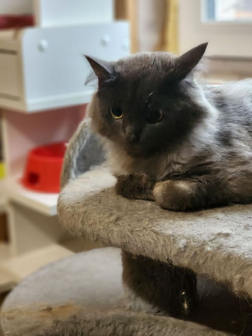 солнечногорск, волантеры, общество,