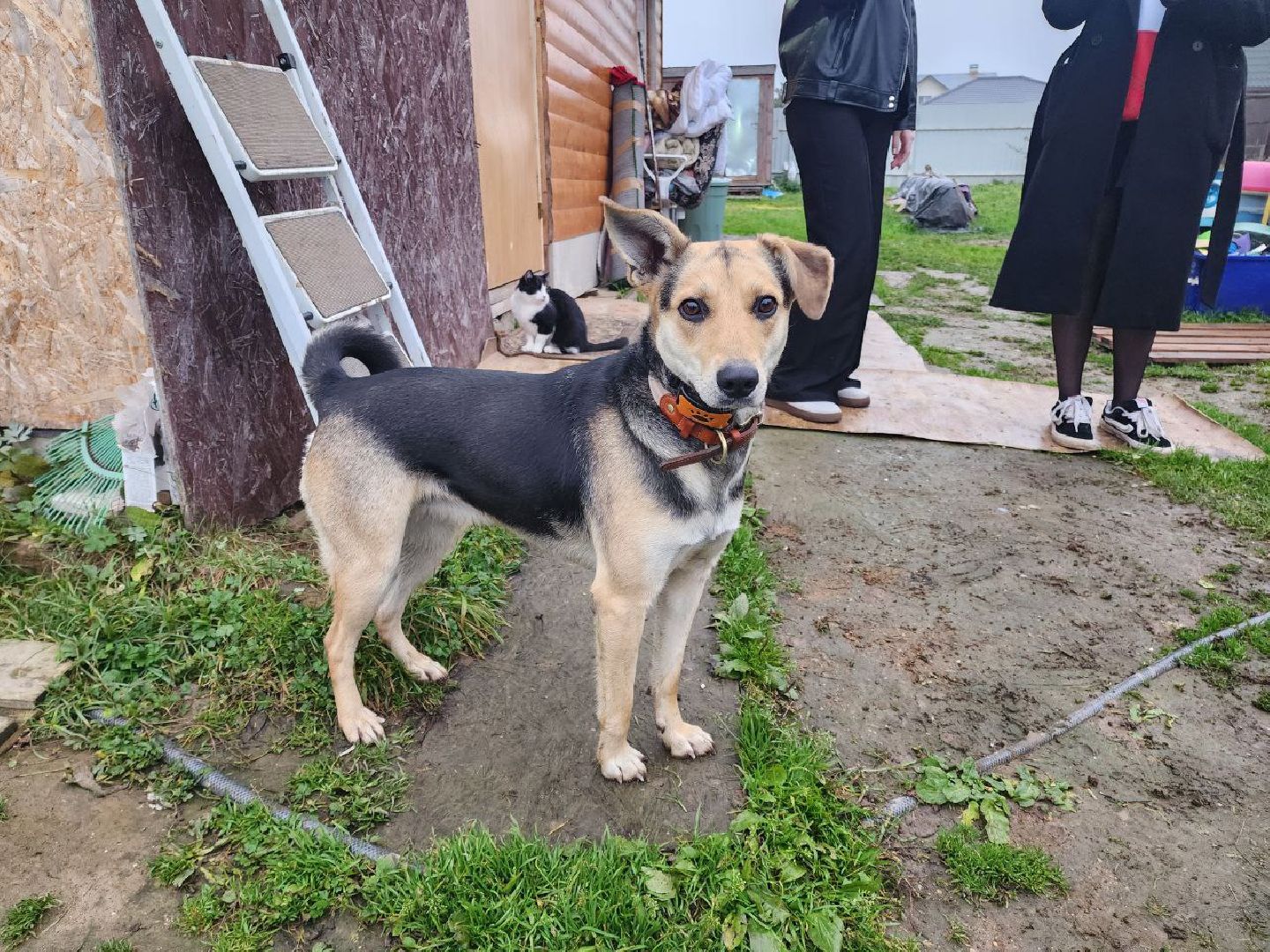 солнечногорск, волантеры, общество,