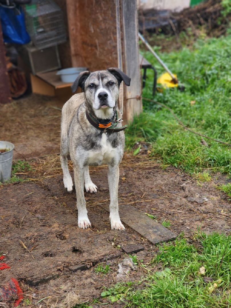 солнечногорск, волантеры, общество,