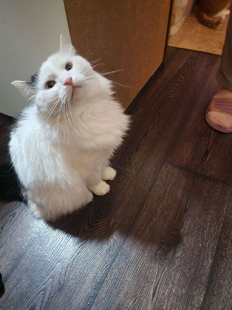 солнечногорск, волантеры, общество,