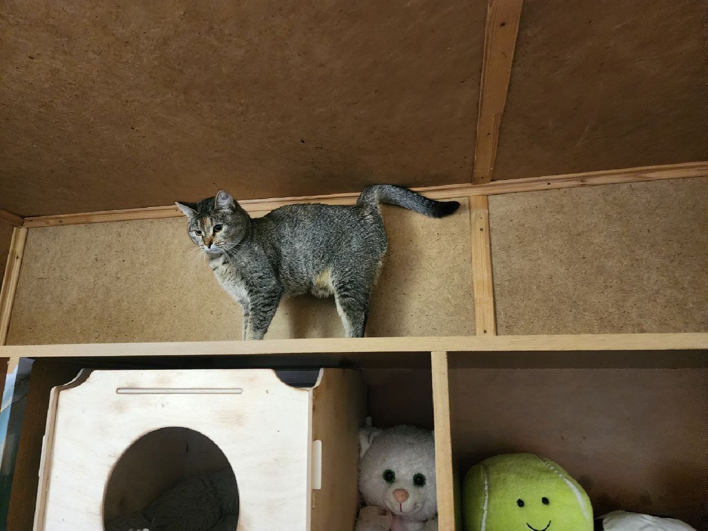 солнечногорск, волантеры, общество,