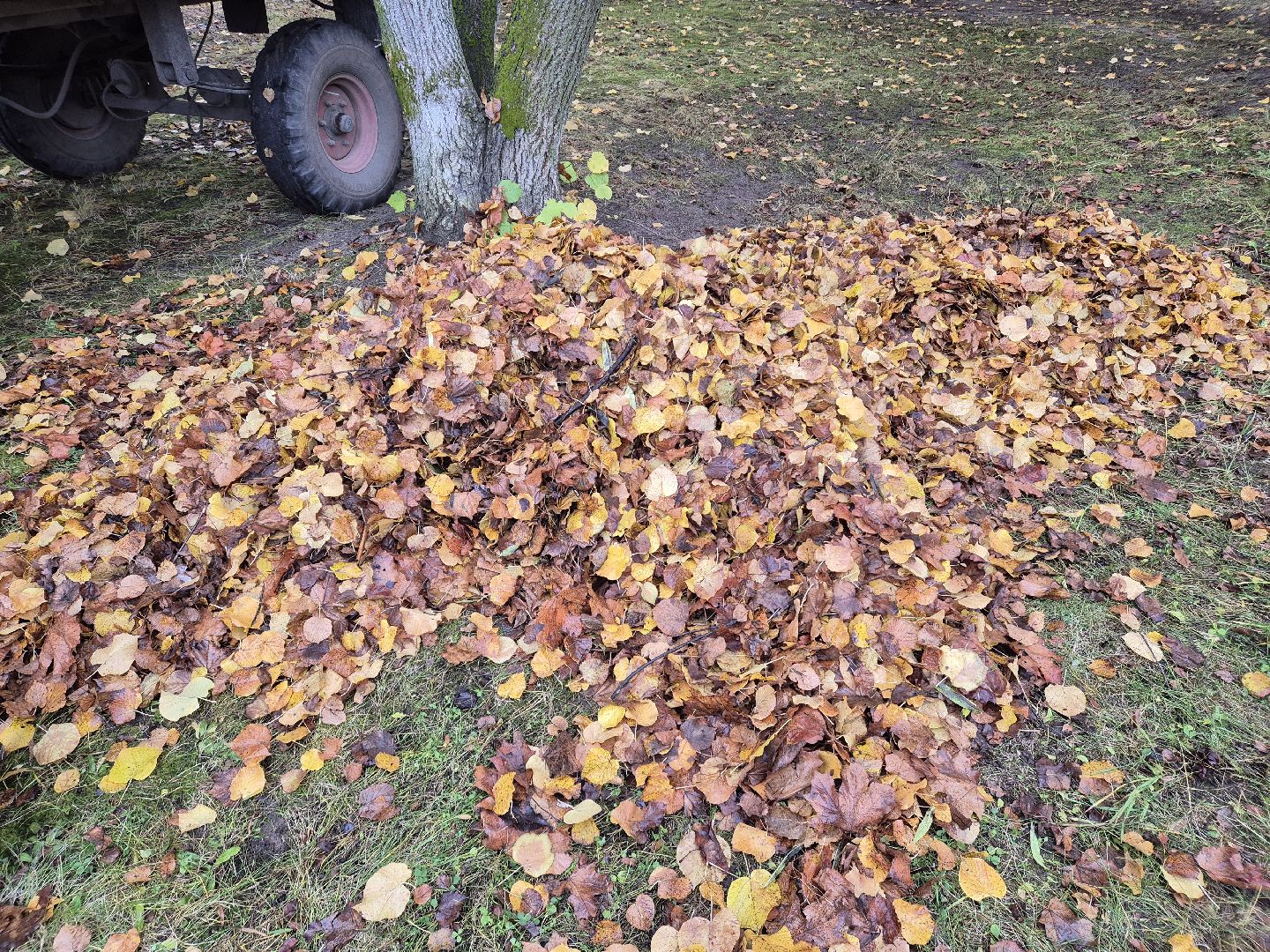 сезон уборки листвы, орехово-зуевский округ,