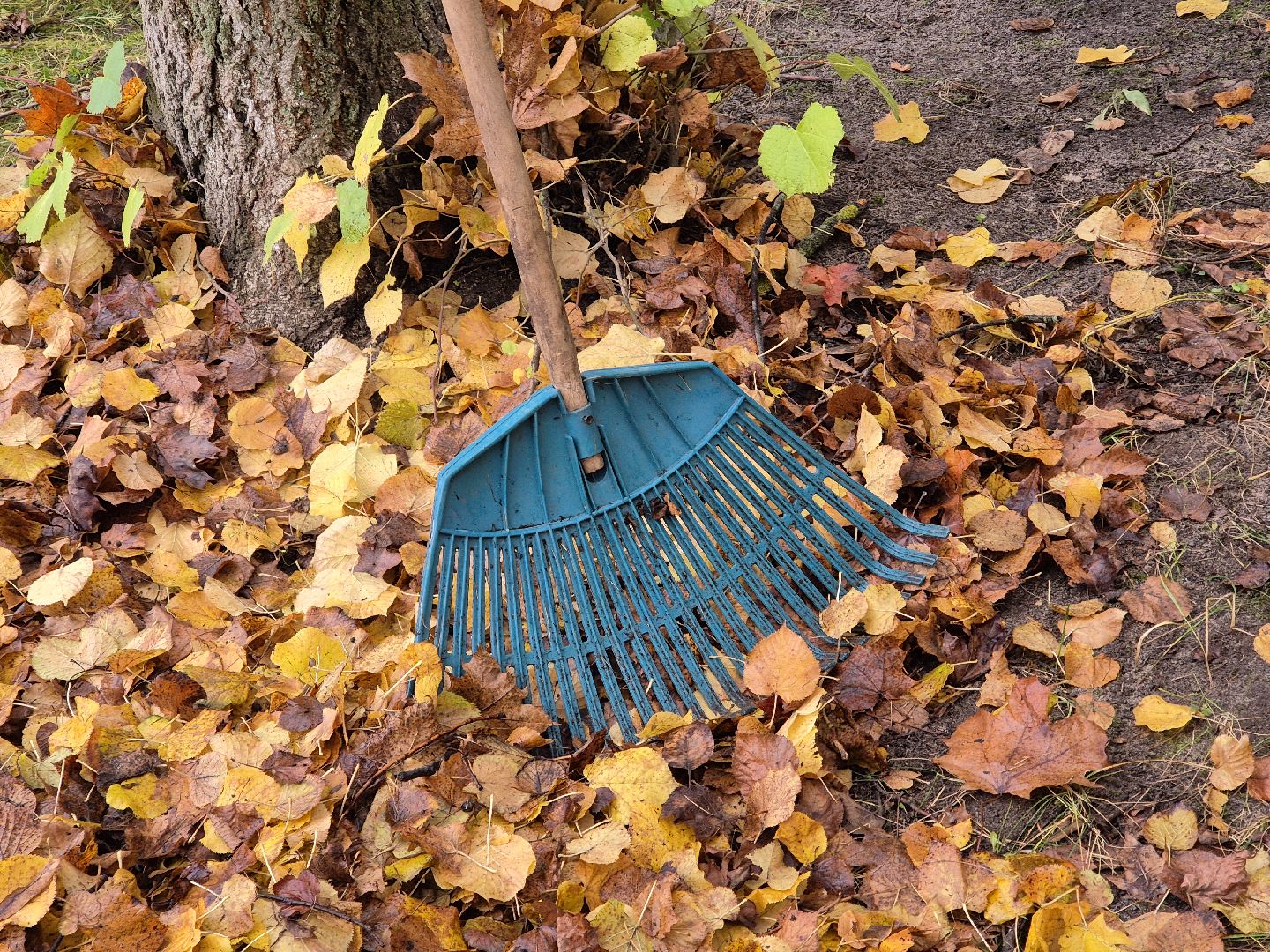 сезон уборки листвы, орехово-зуевский округ,