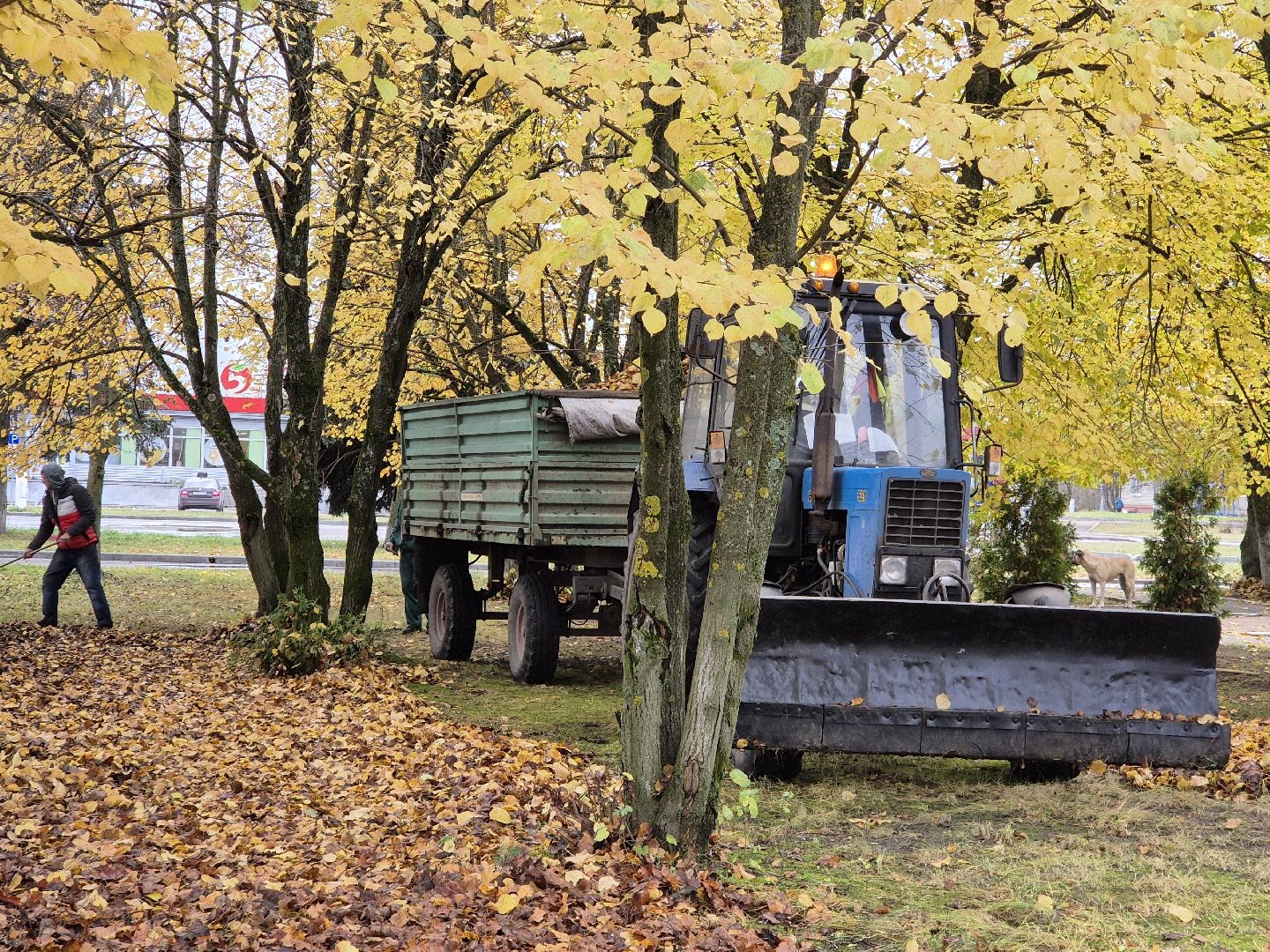сезон уборки листвы, орехово-зуевский округ,